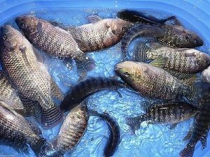 live tilapia for sale