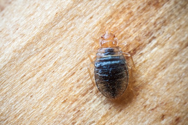 Methods of Bed Bug Control