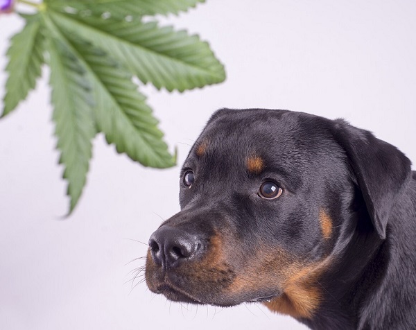 best cbd for dogs
