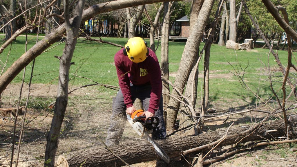 Tree Removal Services 